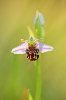 BUITEN BEELD Foto: 95338