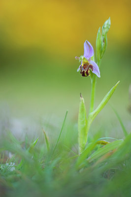BUITEN BEELD Foto: 95339
