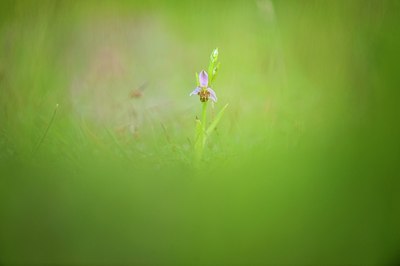BUITEN BEELD Foto: 95341