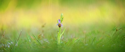 BUITEN BEELD Foto: 95349