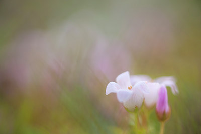 BUITEN BEELD Foto: 95362