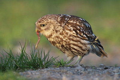 BUITEN BEELD Foto: 95371