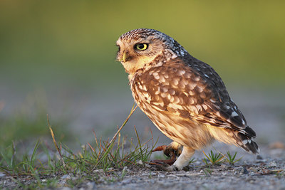 BUITEN BEELD Foto: 95374