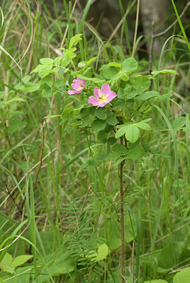 BUITEN BEELD Foto: 95380