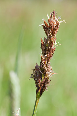 BUITEN BEELD Foto: 95391