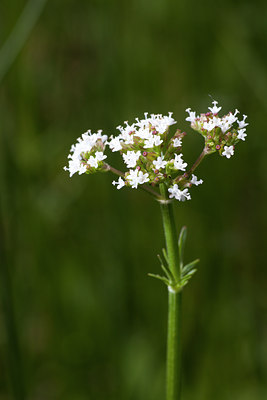 BUITEN BEELD Foto: 95393