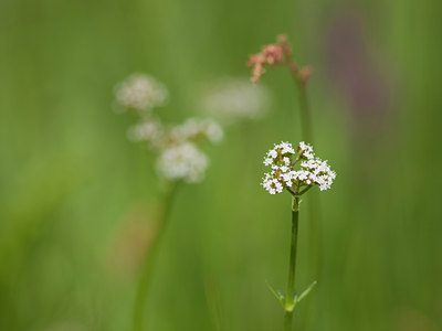 BUITEN BEELD Foto: 95396