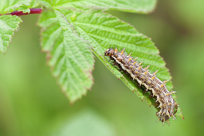 BUITEN BEELD Foto: 95420