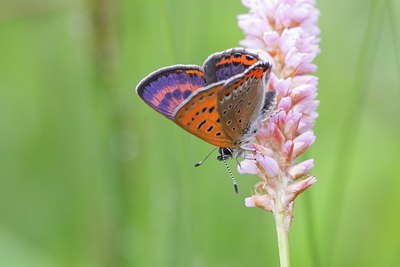 BUITEN BEELD Foto: 95422