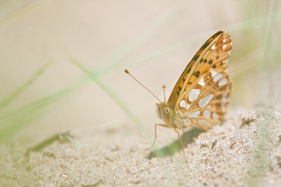 BUITEN BEELD Foto: 95431
