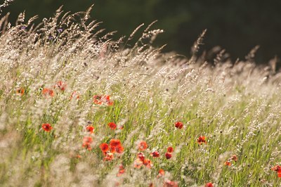 BUITEN BEELD Foto: 95432