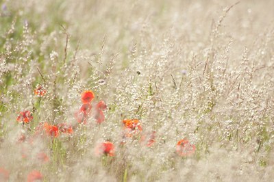 BUITEN BEELD Foto: 95433