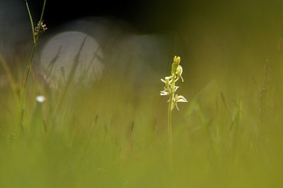 BUITEN BEELD Foto: 95451