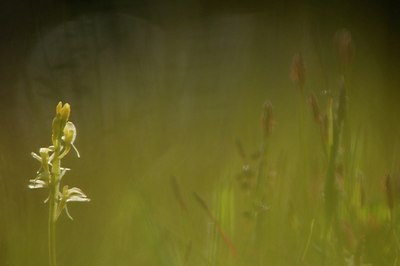 BUITEN BEELD Foto: 95455