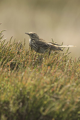 BUITEN BEELD Foto: 95479