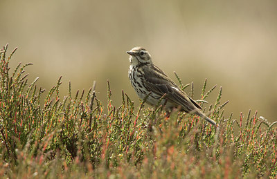 BUITEN BEELD Foto: 95480