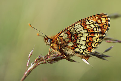 BUITEN BEELD Foto: 95482
