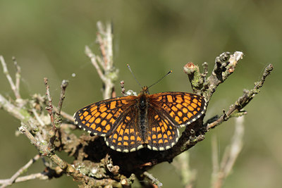 BUITEN BEELD Foto: 95483