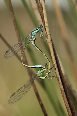 BUITEN BEELD Foto: 95491
