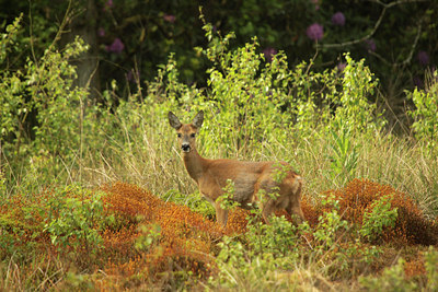 BUITEN BEELD Foto: 95500