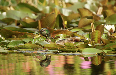 BUITEN BEELD Foto: 95502