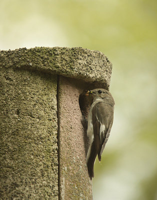 BUITEN BEELD Foto: 95519