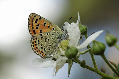BUITEN BEELD Foto: 95522