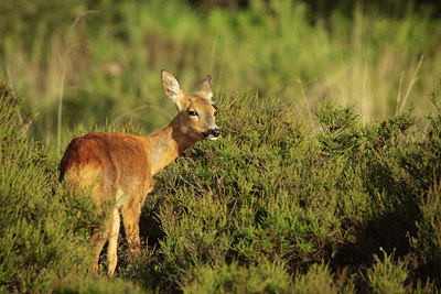 BUITEN BEELD Foto: 95530