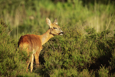 BUITEN BEELD Foto: 95531