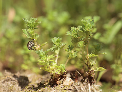 BUITEN BEELD Foto: 95544