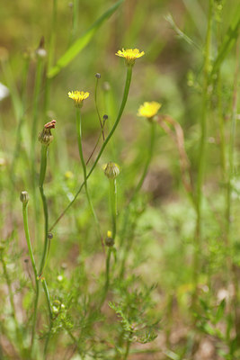 BUITEN BEELD Foto: 95548