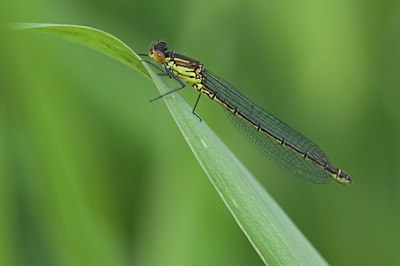 BUITEN BEELD Foto: 95585
