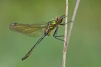 BUITEN BEELD Foto: 95591