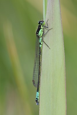 BUITEN BEELD Foto: 95616