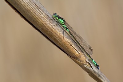 BUITEN BEELD Foto: 95617