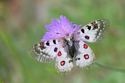 BUITEN BEELD Foto: 95624