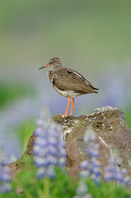 BUITEN BEELD Foto: 95656