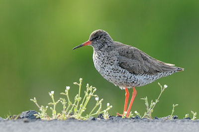 BUITEN BEELD Foto: 95659