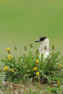 BUITEN BEELD Foto: 95661