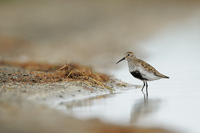 BUITEN BEELD Foto: 95672