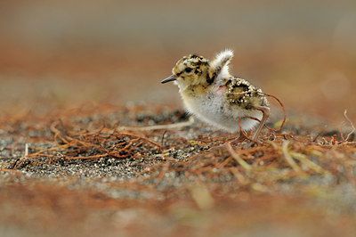 BUITEN BEELD Foto: 95674