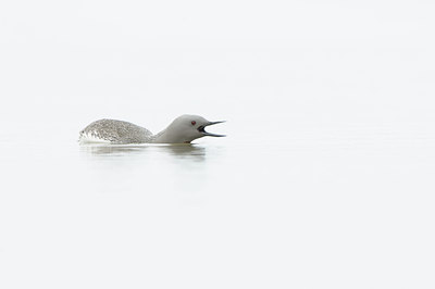 BUITEN BEELD Foto: 95677
