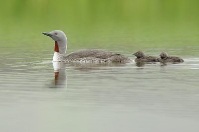 BUITEN BEELD Foto: 95681