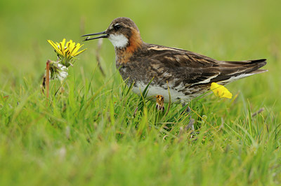 BUITEN BEELD Foto: 95682