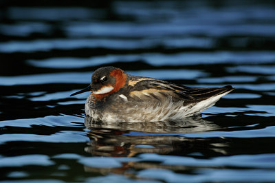 BUITEN BEELD Foto: 95683
