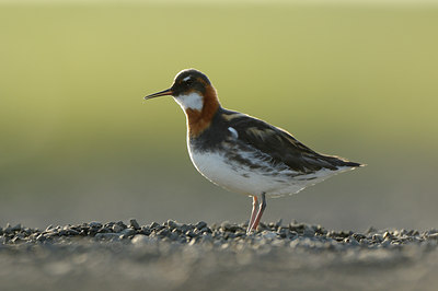 BUITEN BEELD Foto: 95686