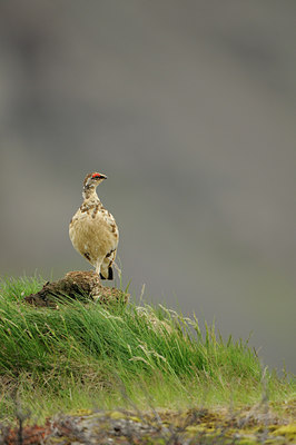 BUITEN BEELD Foto: 95705