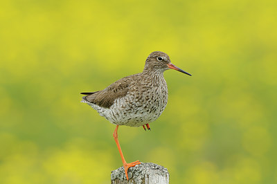 BUITEN BEELD Foto: 95707