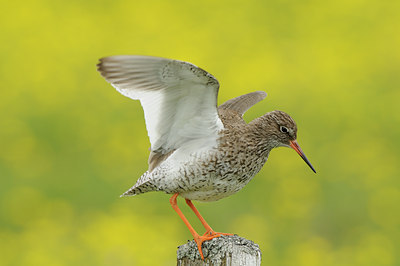 BUITEN BEELD Foto: 95708