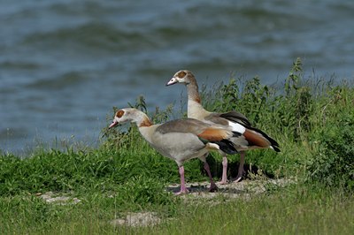 BUITEN BEELD Foto: 95733